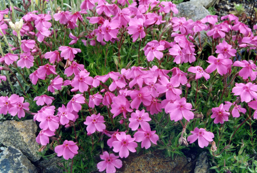 Phlox subulata 'Samson Pink' photo